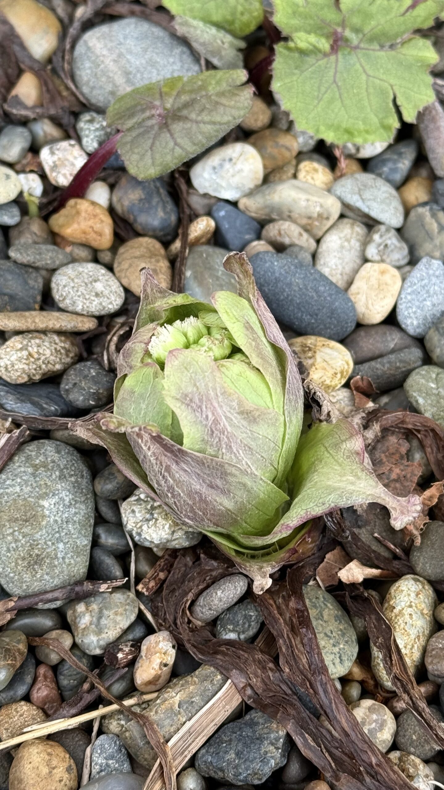 春の訪れpage-visual 春の訪れビジュアル