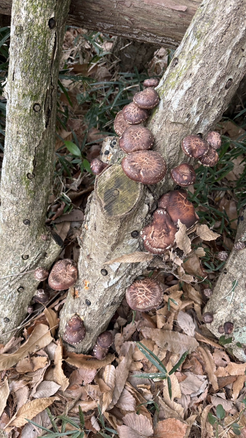 🍄シイタケが生えました！🍄page-visual 🍄シイタケが生えました！🍄ビジュアル