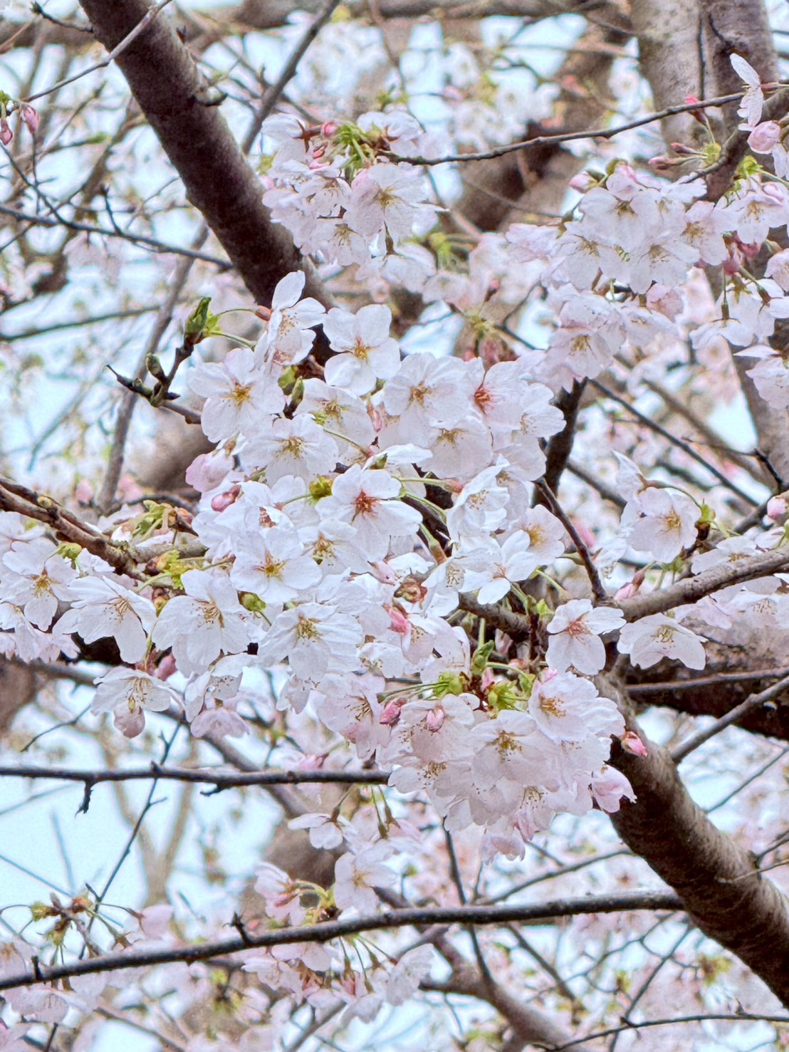 🌸もうすぐ4月、、、🌸page-visual 🌸もうすぐ4月、、、🌸ビジュアル
